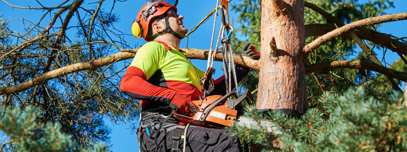 Taille de haies et d’arbres à La Salvetat‑Saint‑Gilles